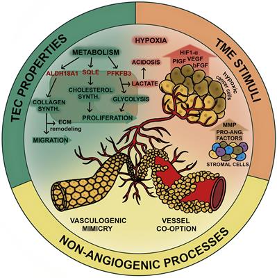 The Role of Anti-angiogenesis in the Treatment Landscape of Non-small Cell Lung Cancer – New Combinational Approaches and Strategies of Neovessel Inhibition